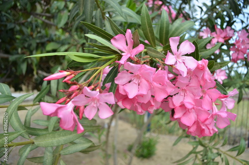 Photo: Flowers of Spring Flowers of Spring