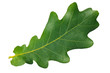 Green leaf oak isolated on white background