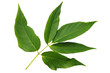 Green leaf ash isolated on white background