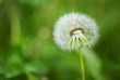 Dandelion against nature