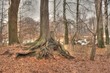 Landscape HDR photo in woods Landscape HDR photo in woods