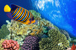 Angel fish
