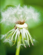 dandelion