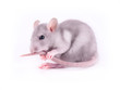 Baby rat washes its tail ( 1 month old)