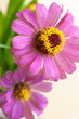 Beautiful floral nature flower