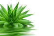 aloe
