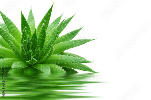 Photo: aloe aloe