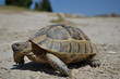 Turtle looking on side