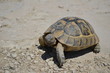 Close up of earth turtle
