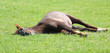 Sleeping horse