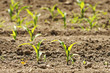 Foto: Mais, Maize Mais, Maize