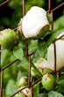 white peonies on wire fence