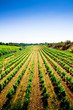 Vignes Costières