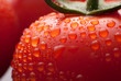 perfect fresh red wet tomatoes