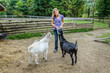 Pretty Teen Feeding Her Pet Goats