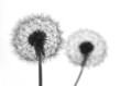 dandelion seeds