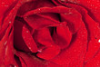 Red rose