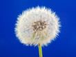 pusteblume