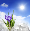 Spring crocus and ice with blue sky and sun