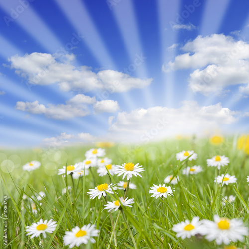 Foto: Spring meadow and daisy on green grass Spring meadow and daisy on green grass