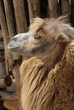 Bactrian Camel - Camelus bactrianus