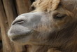 Bactrian Camel - Camelus bactrianus