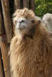 Bactrian Camel - Camelus bactrianus