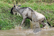 Wildebeest attacked by Crocodile.