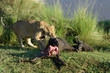 Lion with a killed wildebeest.