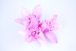 beautiful pink orchid against blue background beautiful pink orchid against blue background