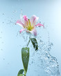 lily in water splash lily in water splash