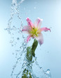 lily in water splash lily in water splash