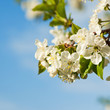blossom apple tree blossom apple tree