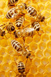 Macro of working bee on honeycells. Macro of working bee on honeycells.