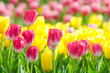 Flowers tulips in the garden