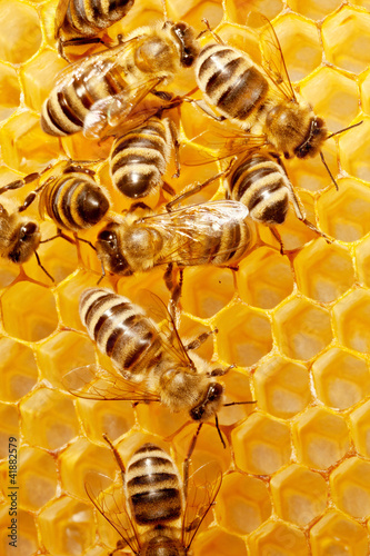 Photo: Macro of working bee on honeycells. Macro of working bee on honeycells.