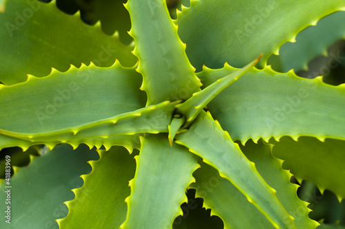 Photo: Aloe vera Aloe vera