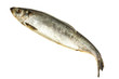 Fresh herring fish