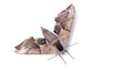 Moth