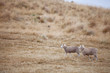 Sheep in Paddock