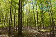 in the spring sunshine forest in the spring sunshine forest
