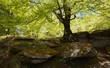 In the spring woods, penetrated by the light In the spring woods, penetrated by the light