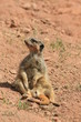 Erdmännchen