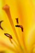 Foto: lily lily