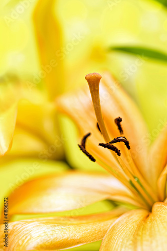 Foto: yellow flower yellow flower