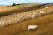 Grazing Sheep