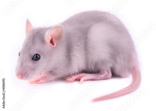 Photo: Baby rat (1 month old) Baby rat (1 month old)