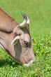 Swiss cow