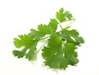 Curry leaves