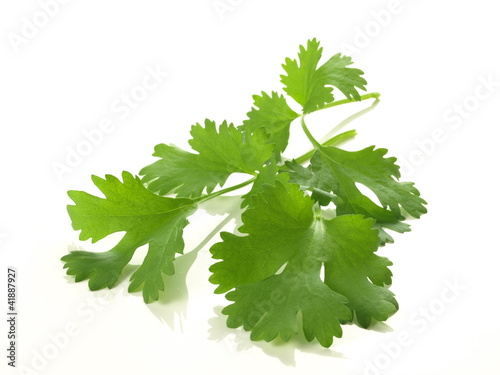 Photo: Curry leaves Curry leaves